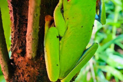red-eyed-treefrog-Costa-Rica-2