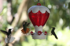 Hummingbird Sancturary