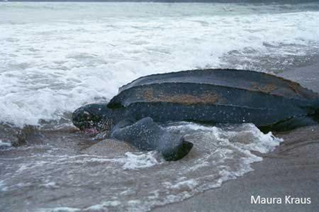 Especies de tortugas marinas en Costa Rica