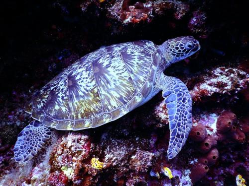 Especies de tortugas marinas en Costa Rica