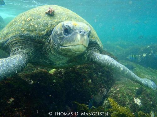 Sea Turtle Species in Costa Rica