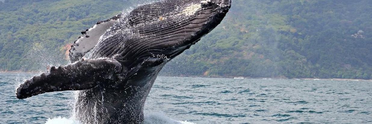 Whale Watching in Costa Rica With Blue River Resort Amenities