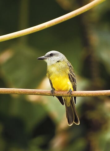 Costa Rica National Bird